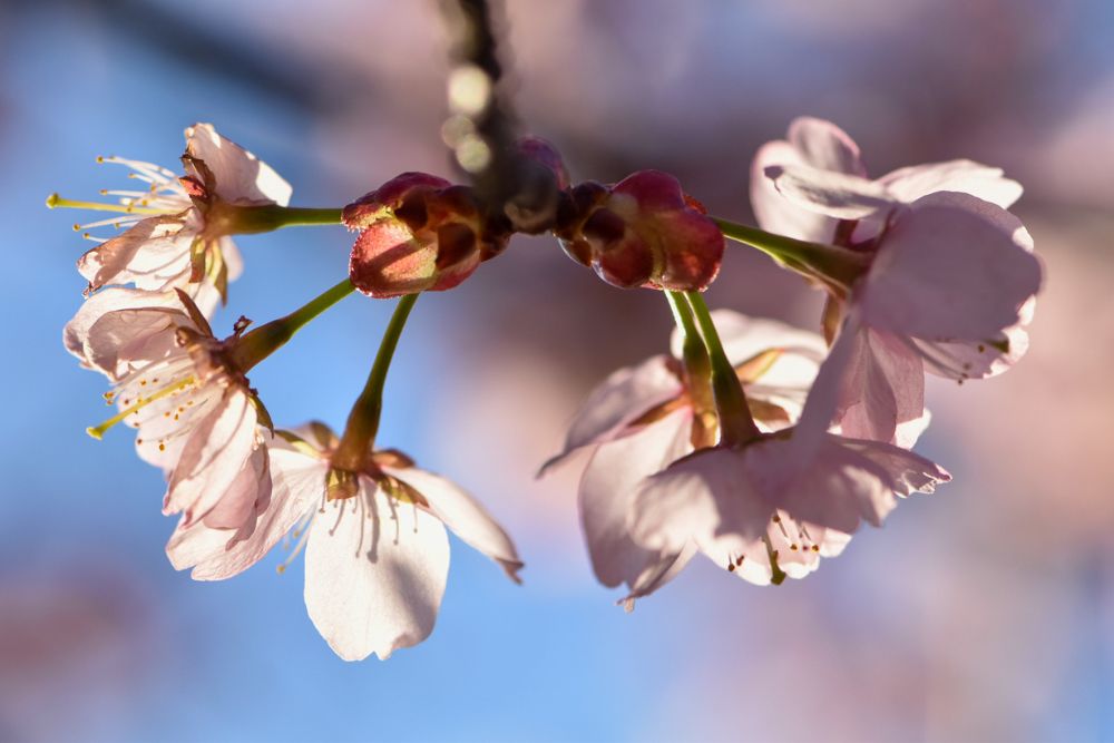 japanska körsbärsträd blommor