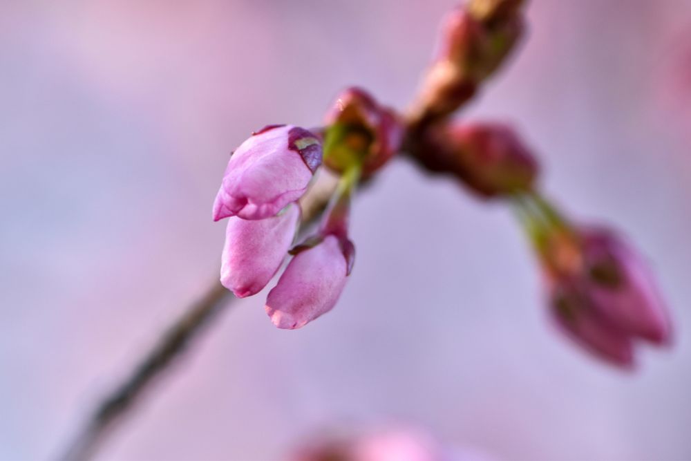 japanskt körsbärsträd knopp