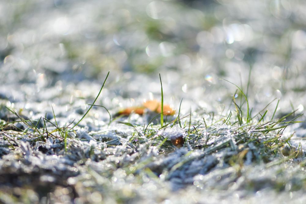 makrofoto frost i gräs