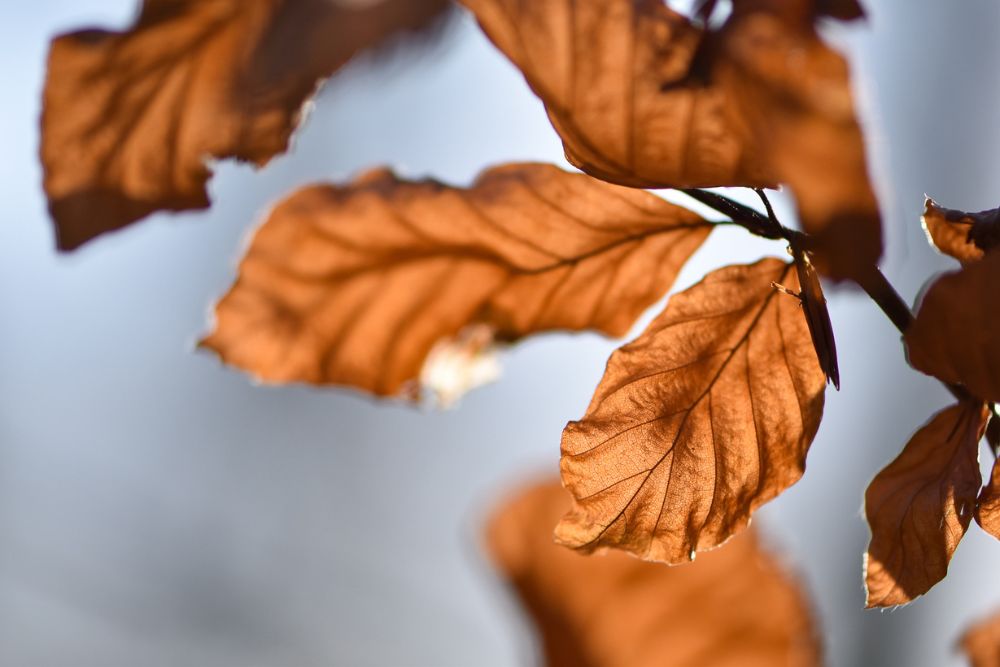 foto som fångar struktur i brunt löv