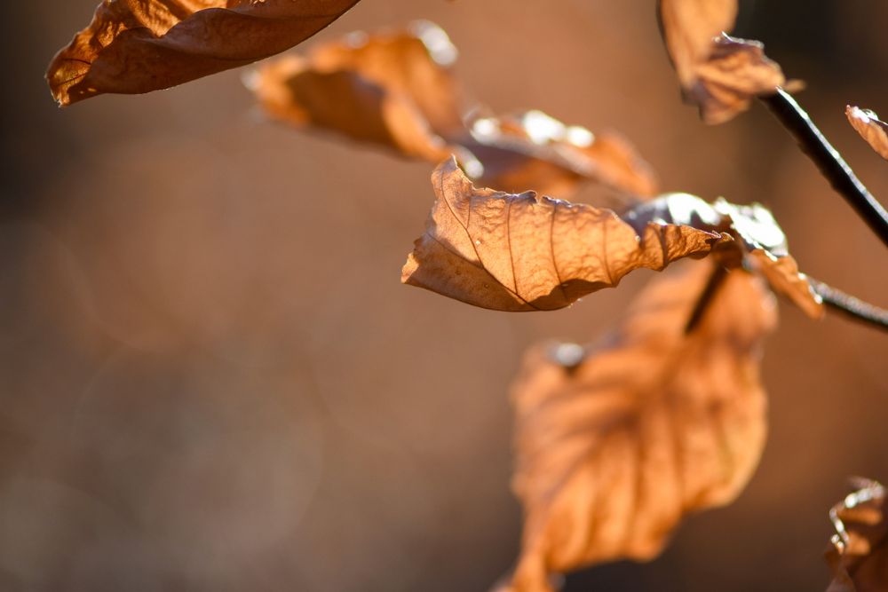 makrofoto av bruna löv på träd